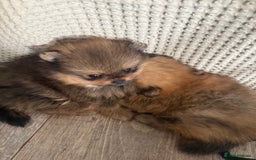 Pomeranian dogs for sale: 2 POMERANIAN BOYS READY TO LEAVE  in Bargoed - Image 10