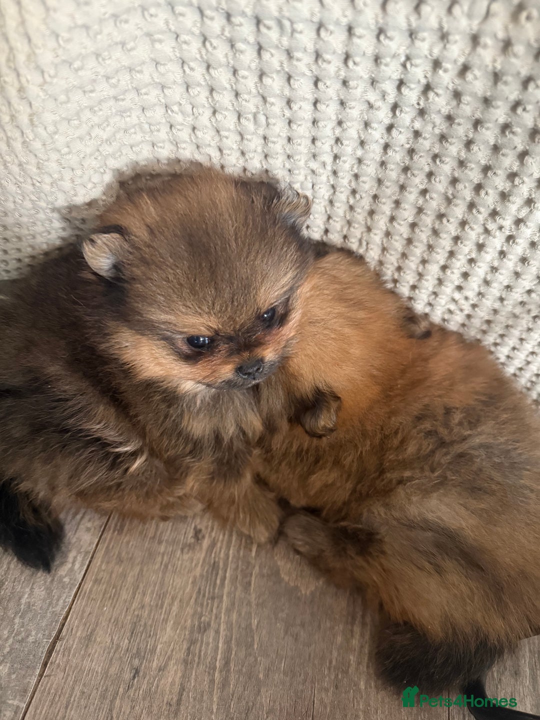 Pomeranian dogs for sale: 2 POMERANIAN BOYS READY TO LEAVE  in Bargoed - Image 10