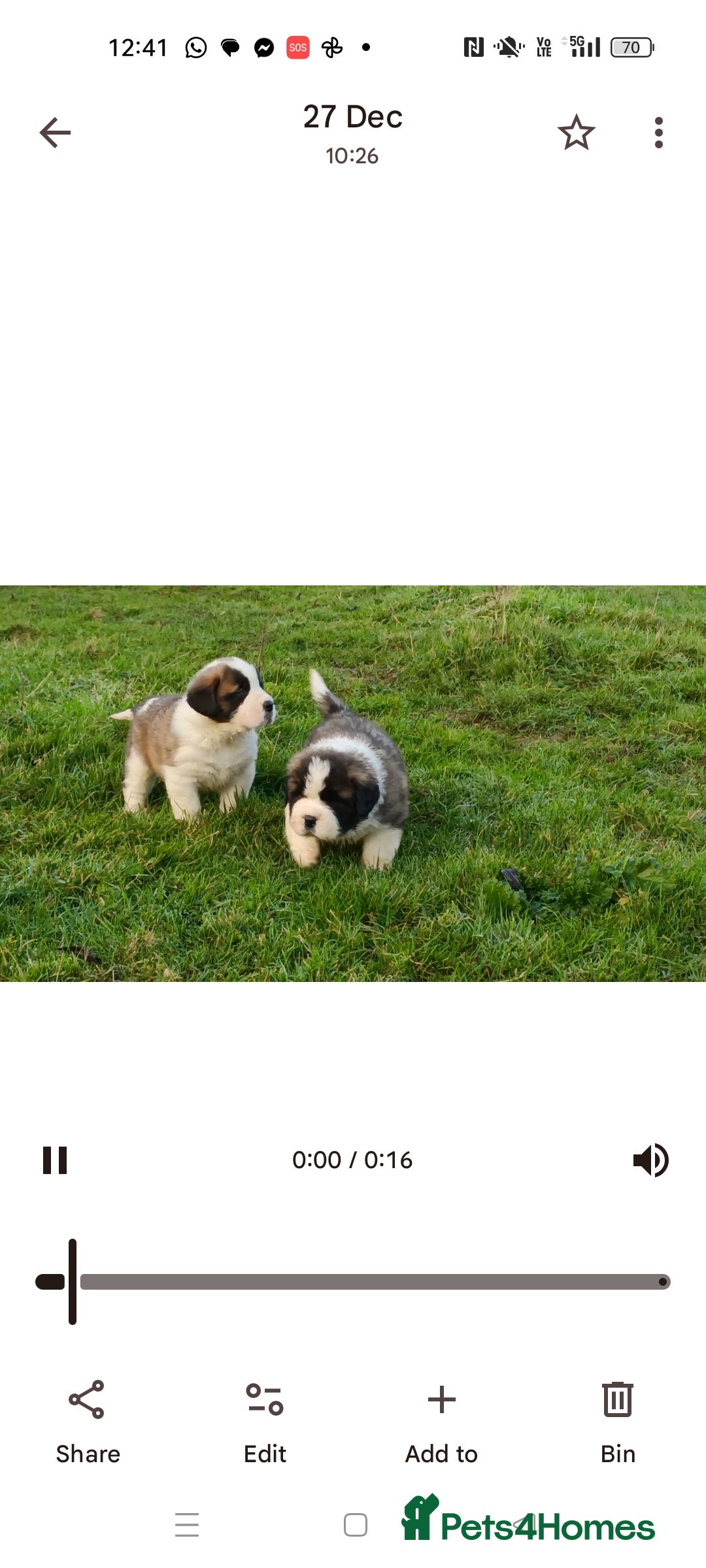 Saint Bernard dogs for sale: Exceptional litter of fabulous quality Saints  - Advert 8