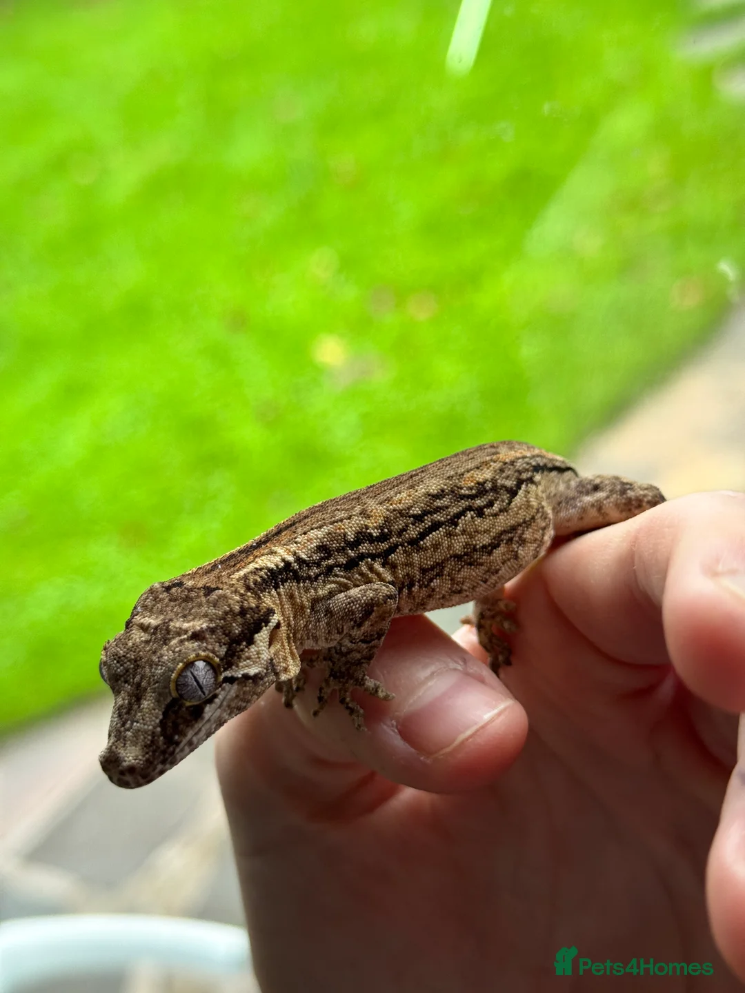 Gecko reptiles for sale: Gargoyle Geckos - Advert 5