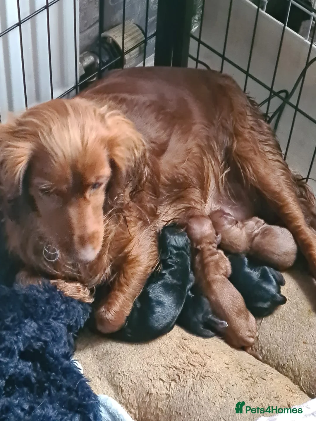 Cocker Spaniel dogs for stud: Working Cocker Spaniel For Stud - Health Tested in Kirriemuir - Advert 14