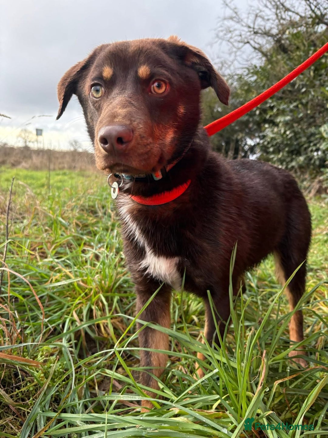 Mixed Breed dogs for adoption: Bruno - Norwich Norfolk  - Advert 9