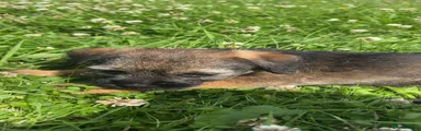 Border Terrier 2