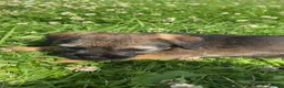 Border Terrier dogs for sale: Lovely Border Terrier puppies - Advert 6