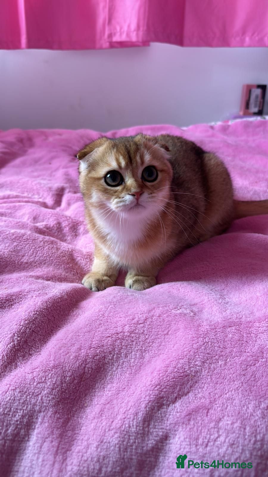 Scottish Fold cats 🐾 TICA Registered Scottish Fold Boy  🩵 - Advert 1