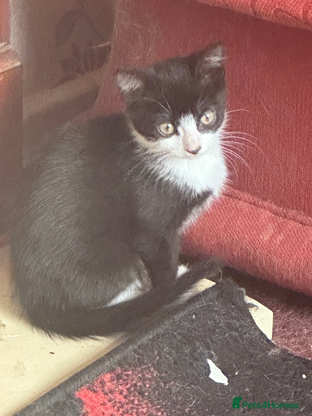 Mixed Breed cats for sale: Lil cuties need their forever homes  - Image 4