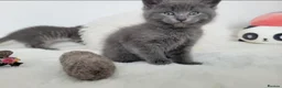 British Shorthair cats for sale: British shorthair kitten - Advert 10