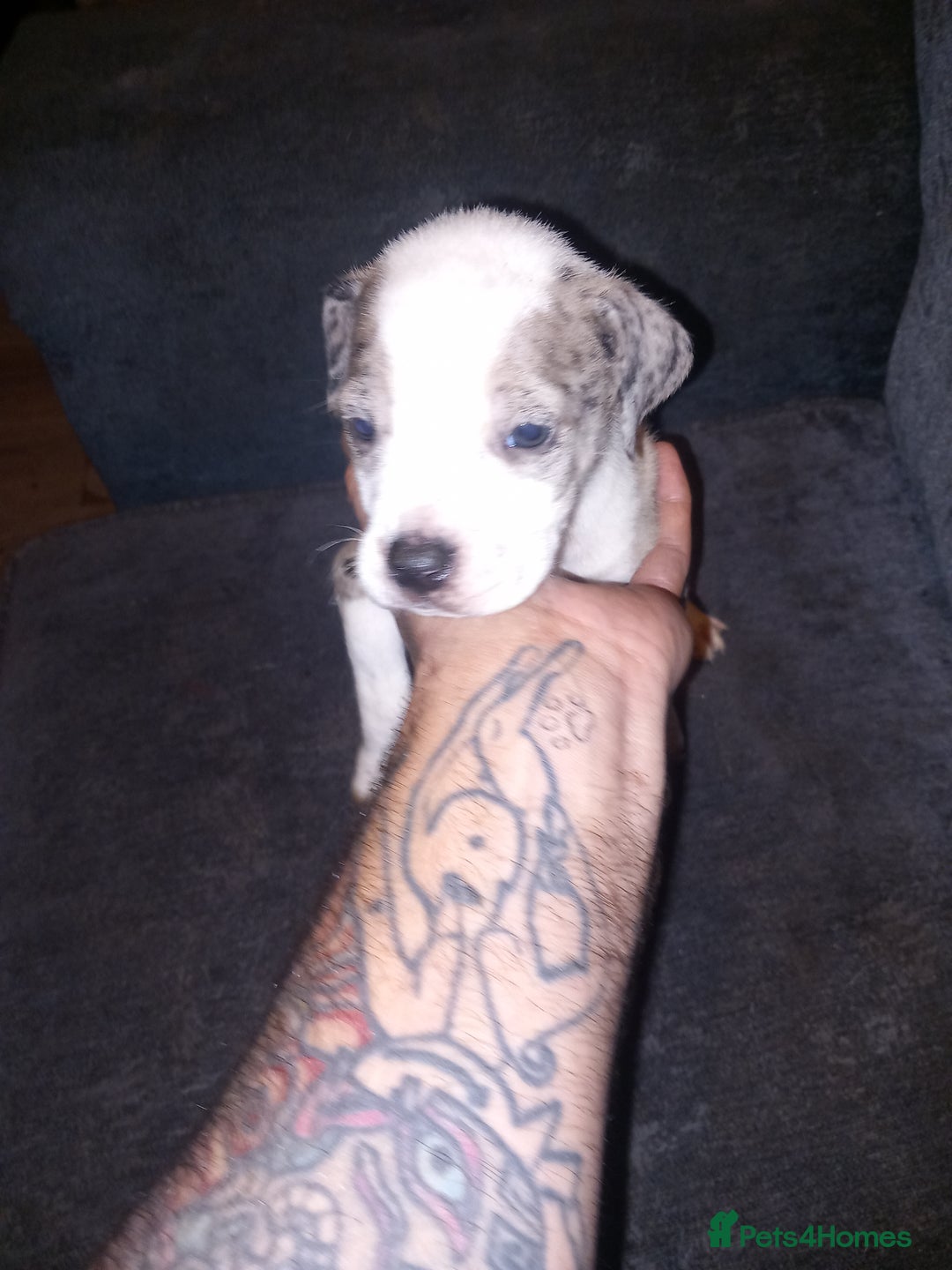 American Bulldog dogs for sale: Mr a FORD  - Advert 10