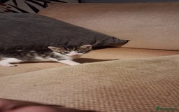 British Shorthair cats for sale: Gorgeous must have kittens  - Image 5
