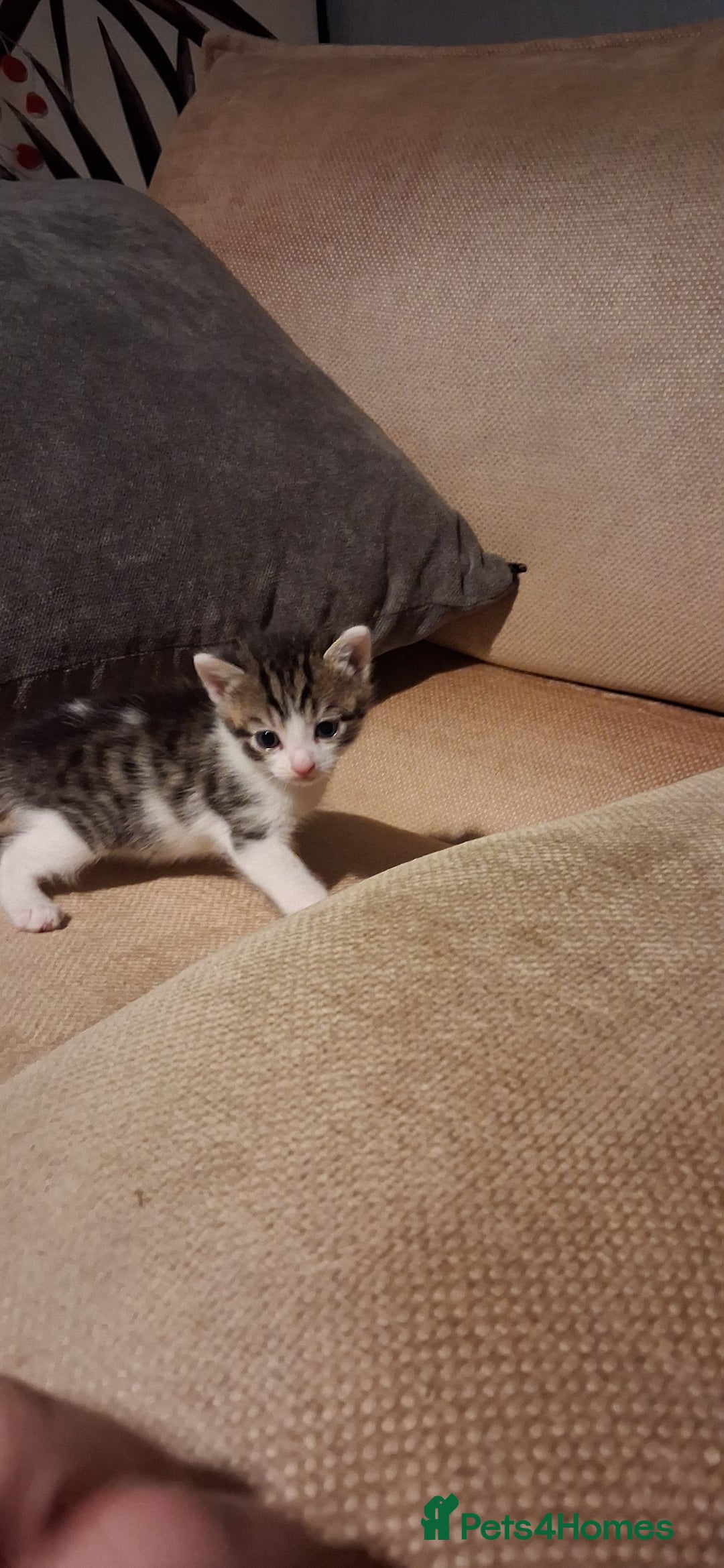 British Shorthair cats for sale: Gorgeous must have kittens  - Image 5