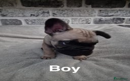 French Bulldog dogs for sale: French Bulldog puppies  - Image 17