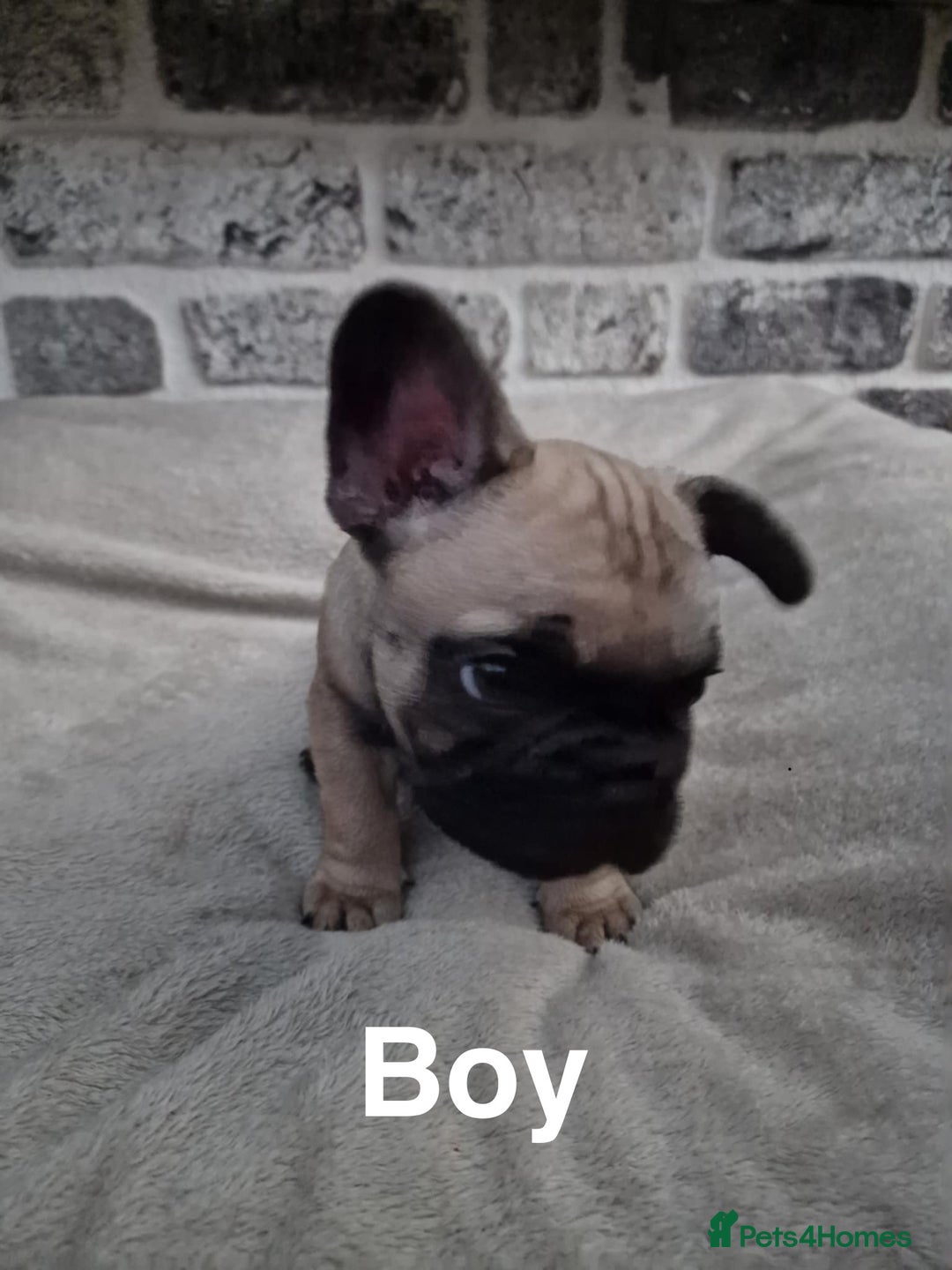 French Bulldog dogs for sale: French Bulldog puppies  - Image 17