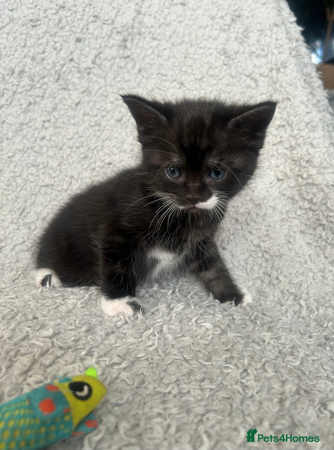 Norwegian Forest Cat cats for sale: BLACK&SILVER NORWEGIAN BOY LEFT  - Advert 4