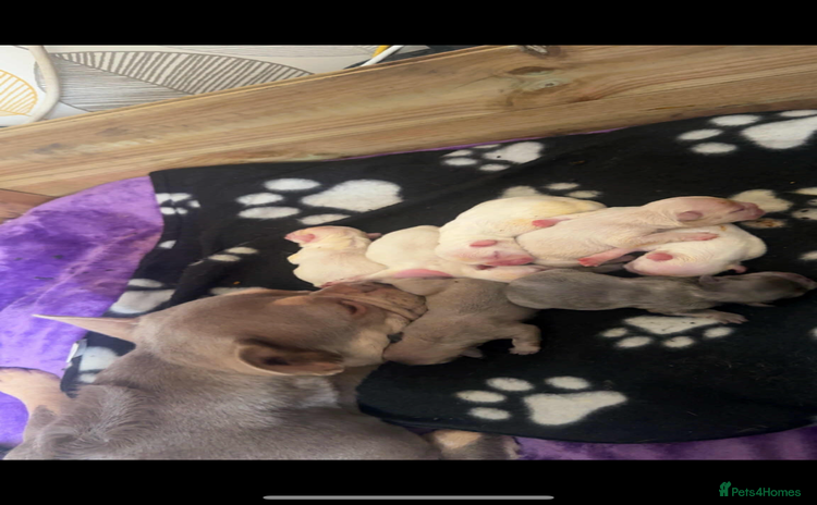 French Bulldog dogs - Advert 1