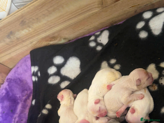 French Bulldog dogs for sale - Advert 1