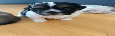 Shih Tzu 2