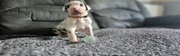 Great Dane dogs for sale: Championship Great Dane Pups  - Advert 13