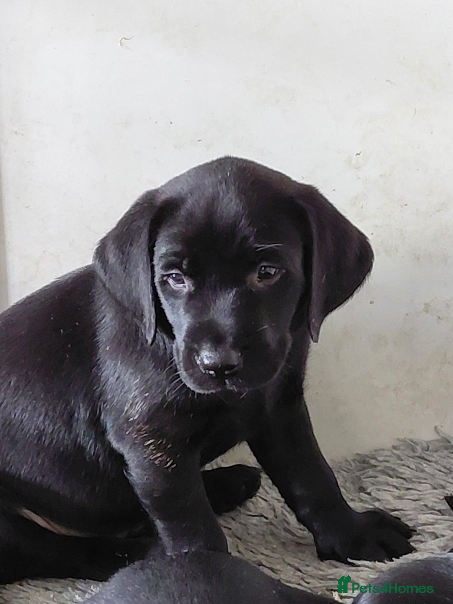 Labrador Retriever dogs Our last Boy  - Advert 2