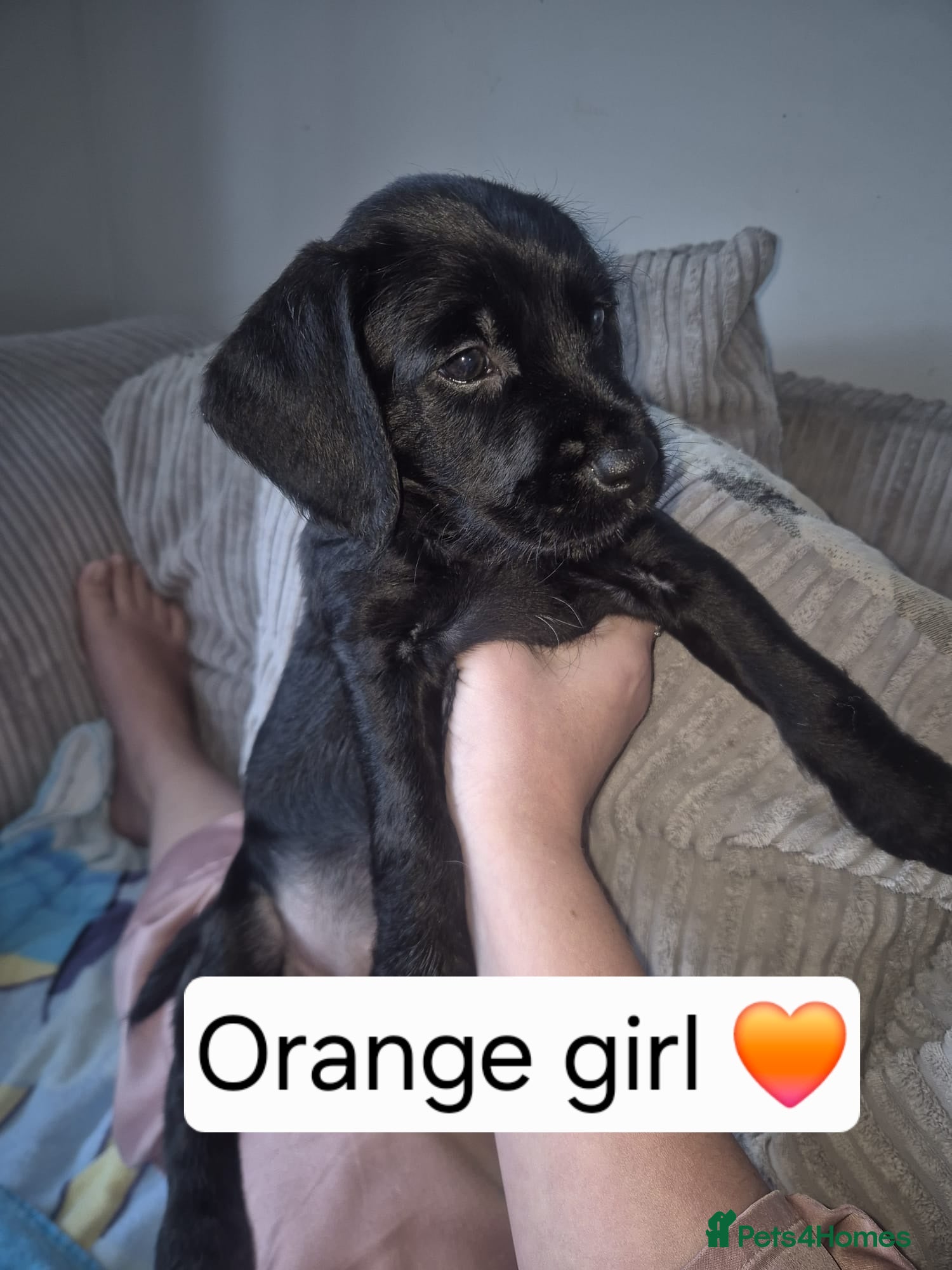 Mixed Breed dogs Cockapoo/Sprockador Puppies - Advert 4