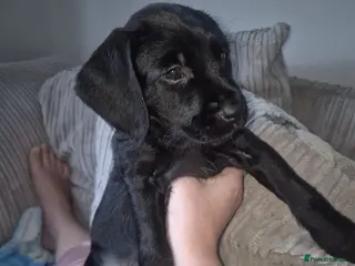 Mixed Breed dogs Cockapoo/Sprockador Puppies - Advert 5