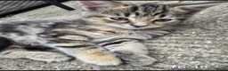 Mixed Breed cats for sale: Fluffy kittens 8 weeks old for sale ! in Wellingborough - Advert 12