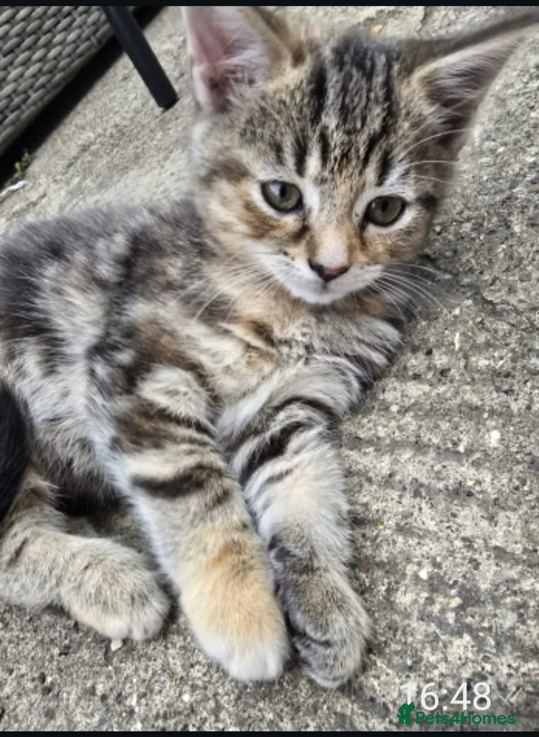 Mixed Breed cats for sale: Fluffy kittens 8 weeks old for sale ! in Wellingborough - Advert 12