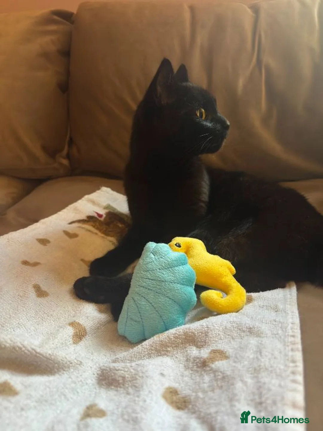 Mixed Breed cats for sale: Friendly, healthy young Milo seeking loving home - Advert 2