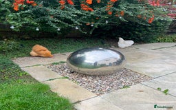 Chickens poultry for sale: 4 x pure breed large fowl - Advert 6