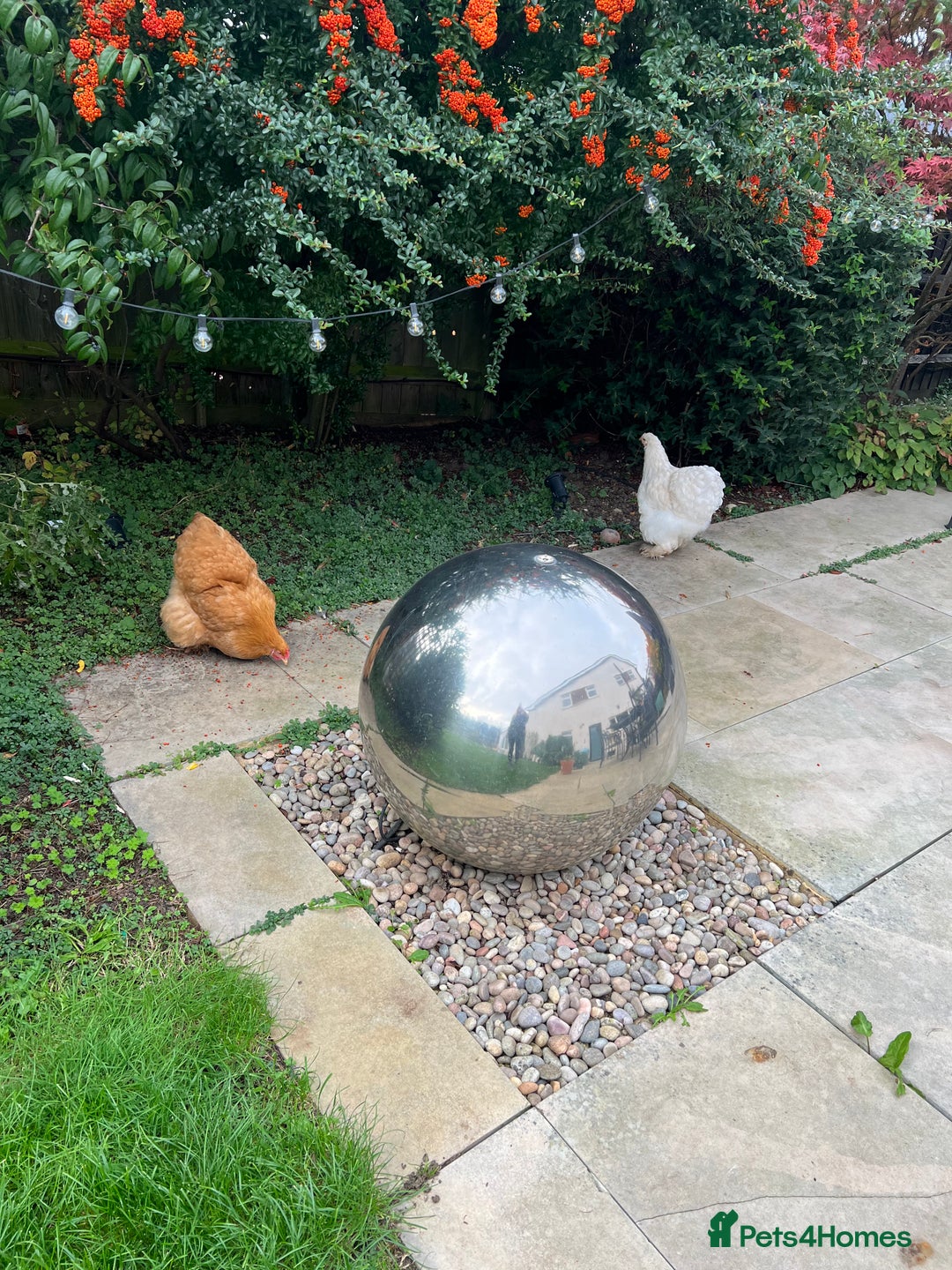 Chickens poultry for sale: 4 x pure breed large fowl - Advert 6