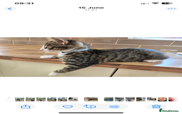 Mixed Breed cats for sale: Male kitten for sale - Image 1