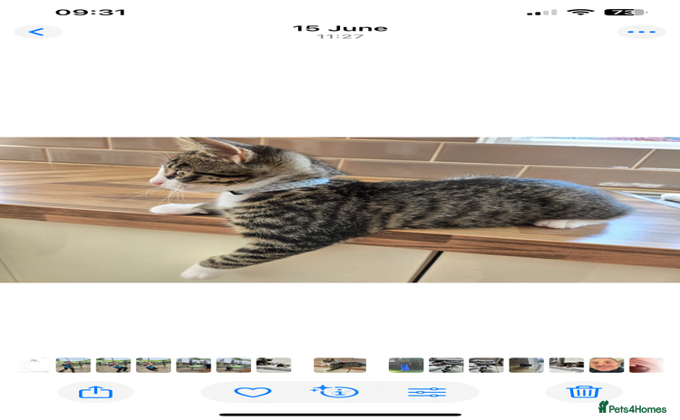 Mixed Breed cats - Advert 1