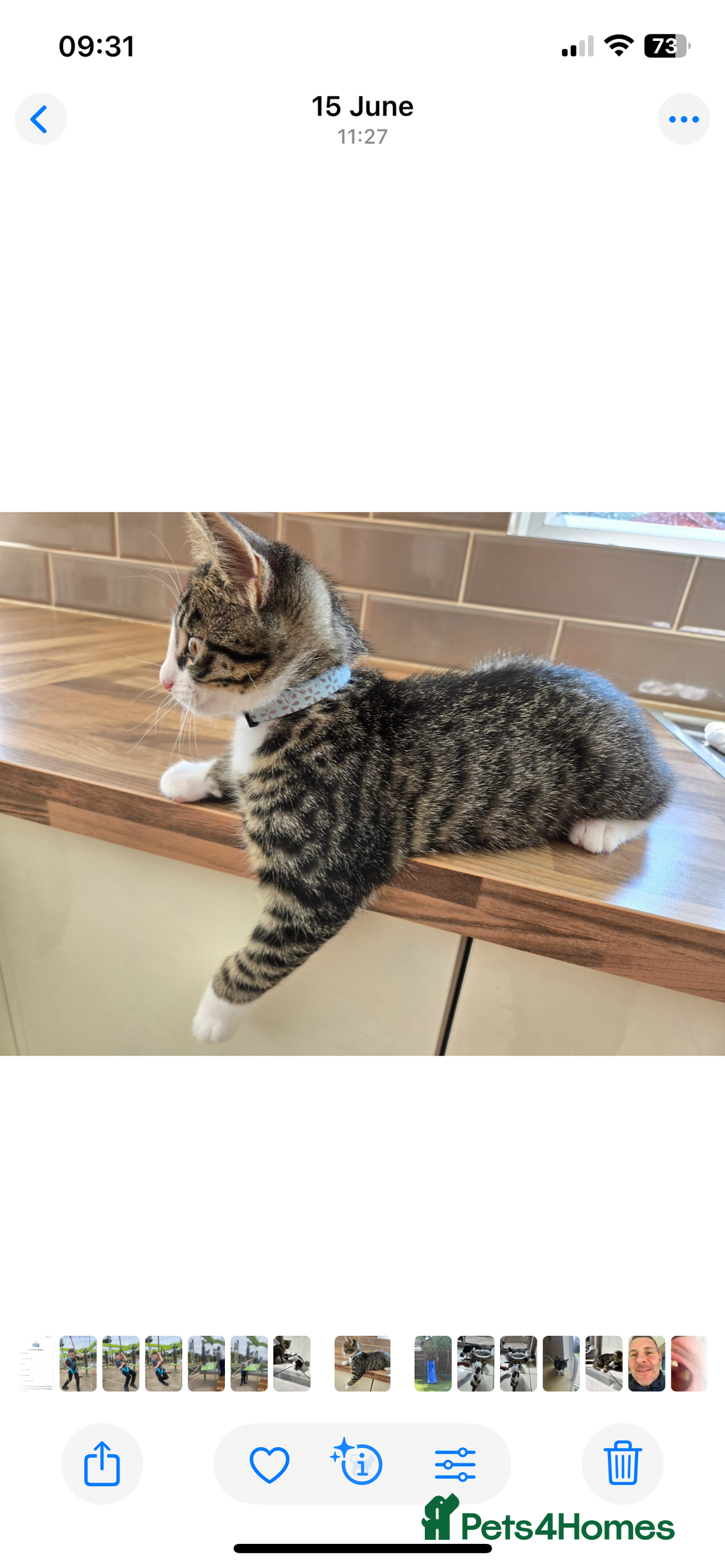 Mixed Breed cats for sale: Male kitten for sale - Image 1