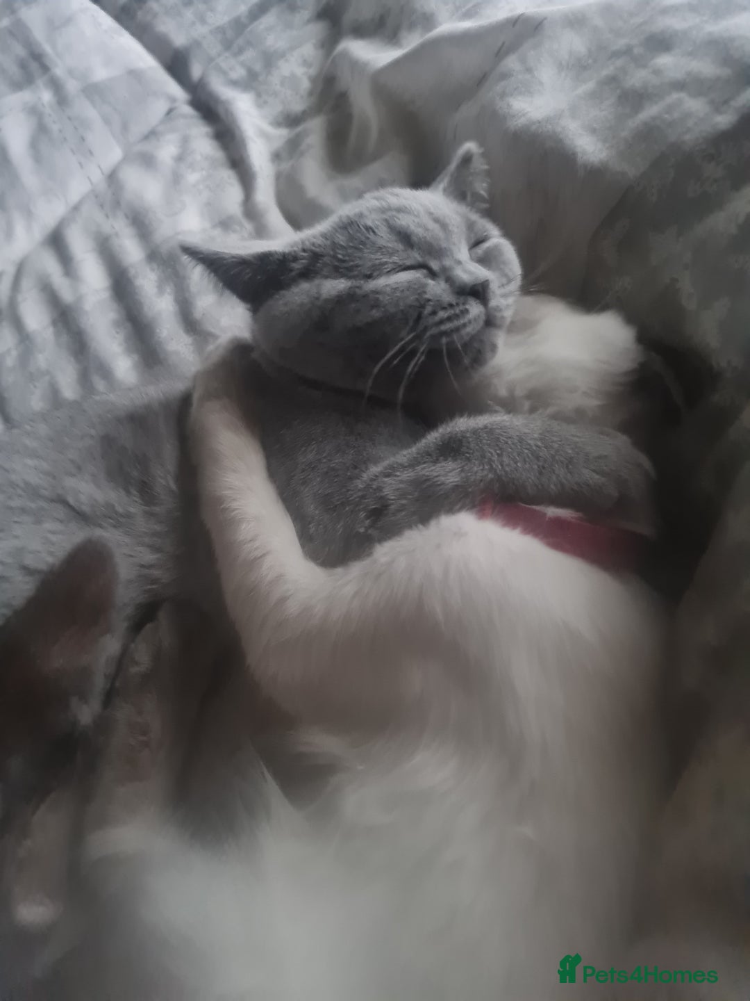 British Shorthair cats for sale: British blue  - Image 2