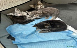 American Shorthair cats for sale: 4 male american shorthairs - Image 1