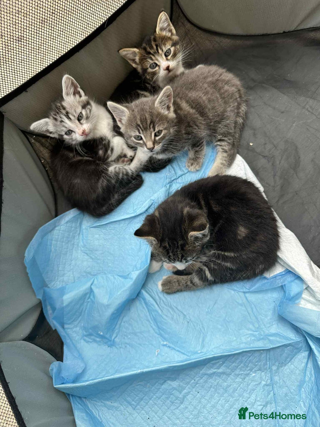 American Shorthair cats for sale: 4 male american shorthairs - Image 1