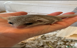 Mouse rodents for sale: African Pygmy Dormice (micro squirels)  - Image 3