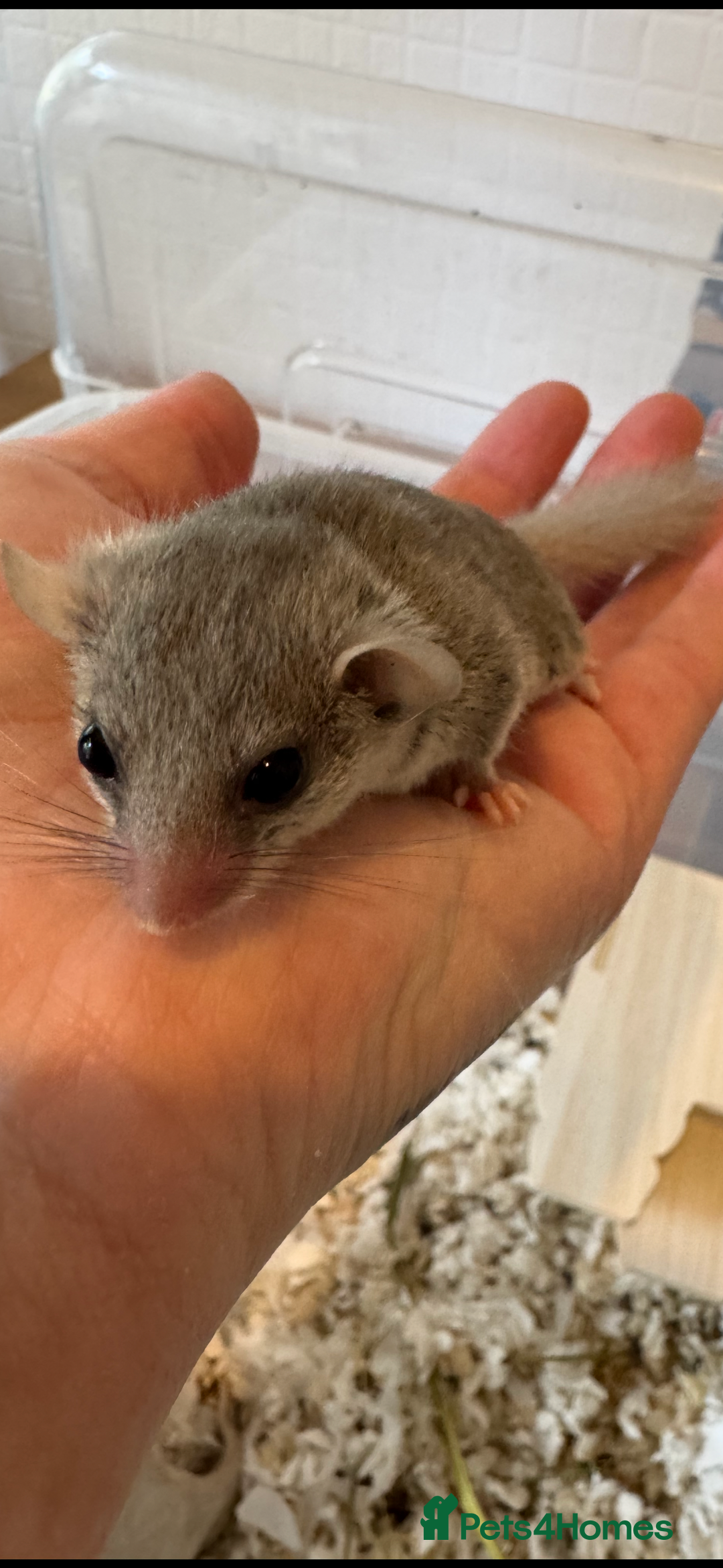 Mouse rodents for sale: African Pygmy Dormice (micro squirels)  - Image 3