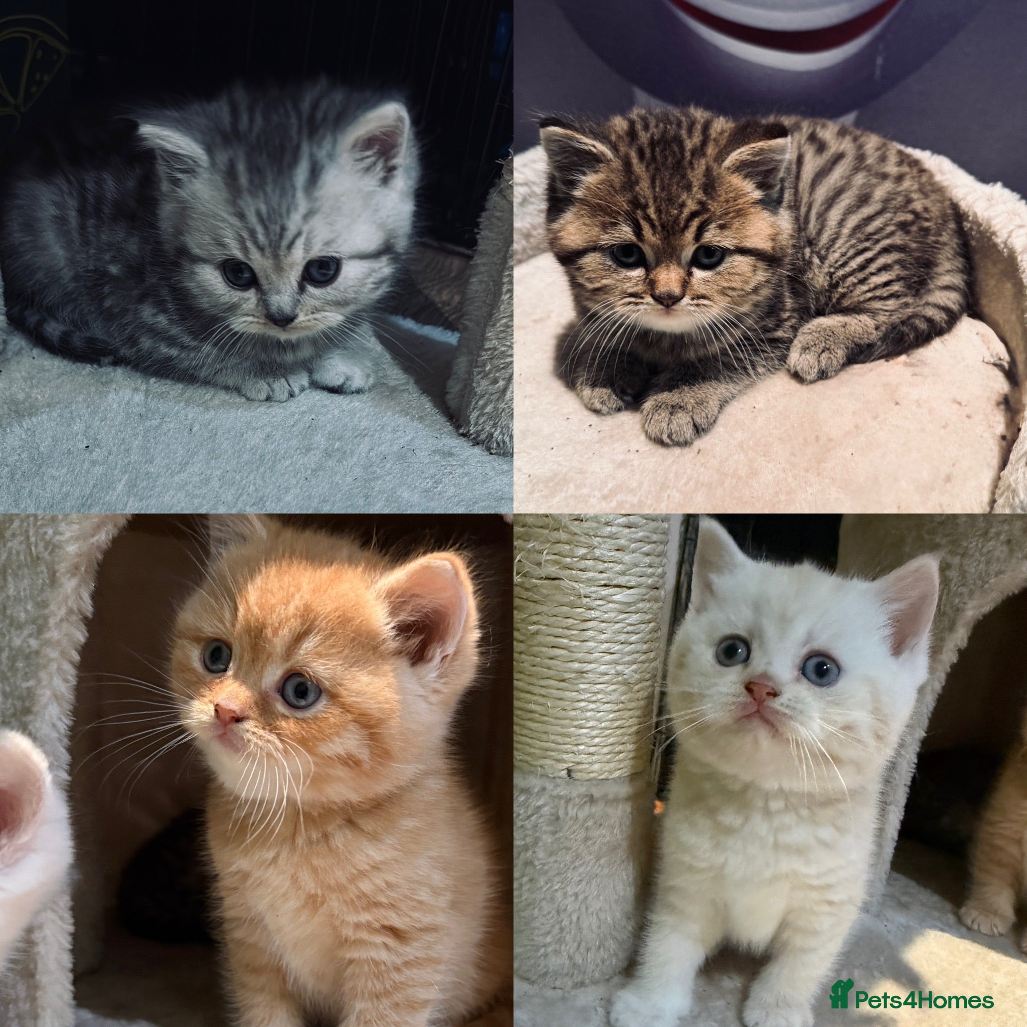 British Shorthair cats Beautiful British shorthair kittens  - Advert 1