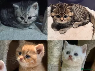 British Shorthair cats Beautiful British shorthair kittens - Advert 1