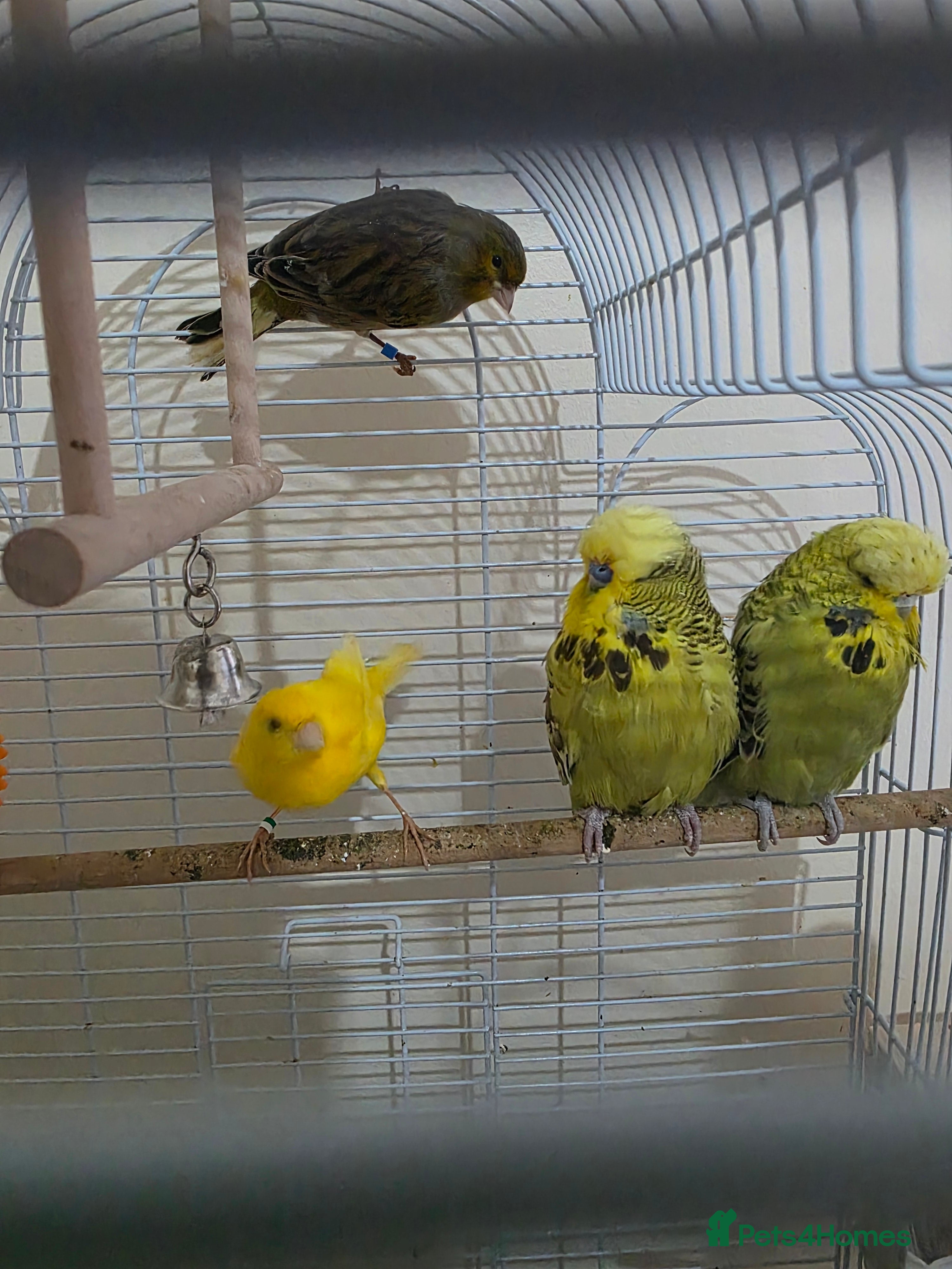 Budgerigars birds Couple Crested budgies  - Advert 2