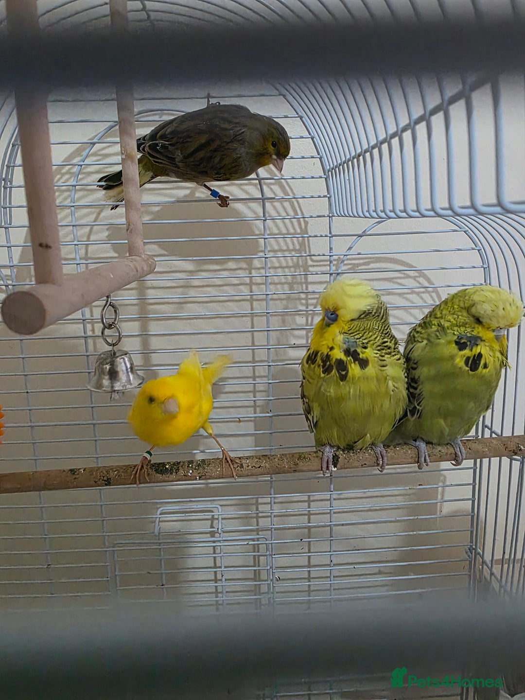 Budgerigars birds for sale: Couple Crested budgies  - Advert 1