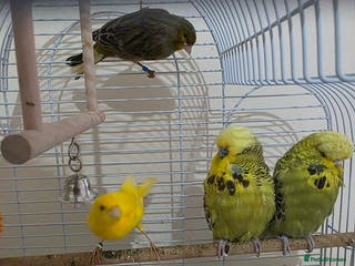 Budgerigars birds Couple Crested budgies - Advert 2