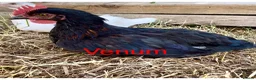 Chickens poultry for sale: Chickens for sale  - Advert 5