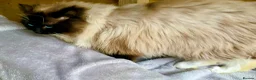 Ragdoll cats for stud: Active stud available GCCF  - Advert 3