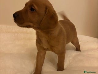 Labrador Retriever dogs KC REGISTERED DNA TESTED LABRADOR PUPPIES - Advert 1