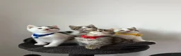 Ragcoon cats for sale: RAGCOONS ragdoll mainecoons - Advert 12