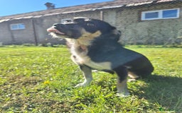 Mixed Breed dogs for adoption: Angel for adoption - Image 5