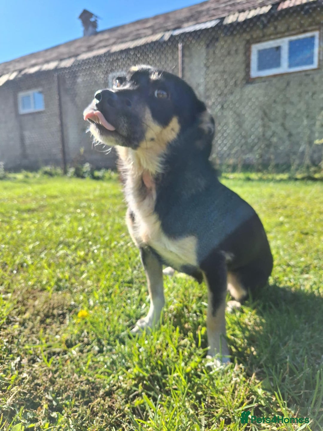 Mixed Breed dogs for adoption: Angel for adoption - Image 5