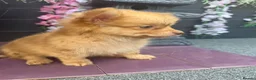 Pomchi dogs for sale: Two beautiful playful well socialised boys  - Advert 6