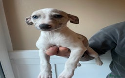 Whippet dogs for sale: Whippet pups  - Image 16
